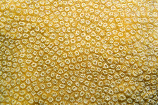 Close up of lobed star coral, Orbicella annularis, Caribbean sea