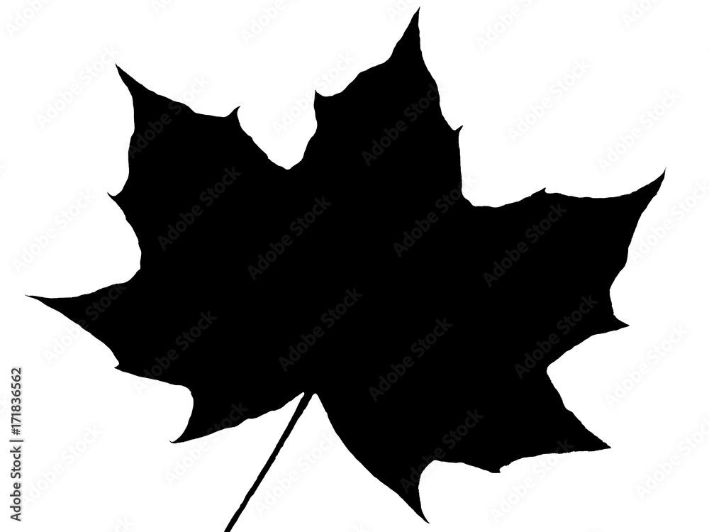 Poster maple leaf in autumn fall colour cut out and isolated on a white background