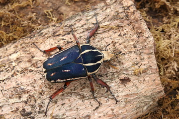  flower chafer Mecynorhina torquata ugandensis