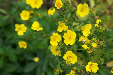 Gold drop potentilla fruticosa many yellow flowers with green