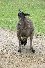 kangaroo-Island kangaroo