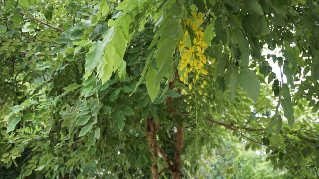 Timelapse movie of wind moving through the yellow flower (Golden shower) in the garden