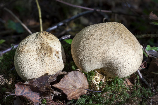 Common Earthball fungi (Scleroderma citrinum) a round ground woodland mushroom