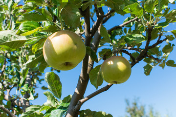 Two apples hanging from a tree branch in the sun