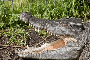 salt water crocodile