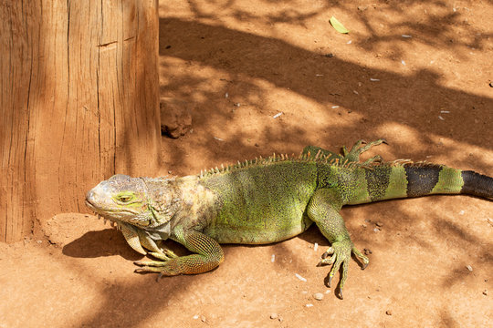 Green Iguana, Lizard.