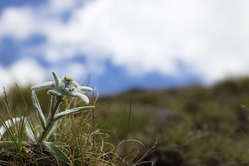 Alpine flower, Leontopodium alpinum (Edelweiss) with cloudy sky as background. Copy space.