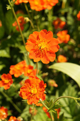 Geum quellyon or scarlet avens or chilean avens or double bloody mary or grecian rose red flowers with green