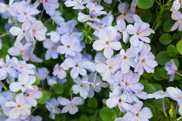 Blue phlox flowers with green