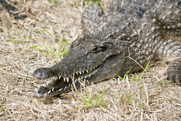 fresh water crocodile