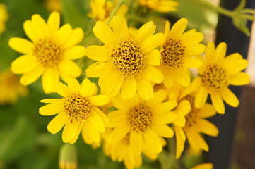 Arnica sachalinensis many yellow flowers with green