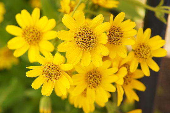 Fototapeta Arnica sachalinensis many yellow flowers with green