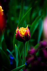 Obraz premium Surreal Tulip 