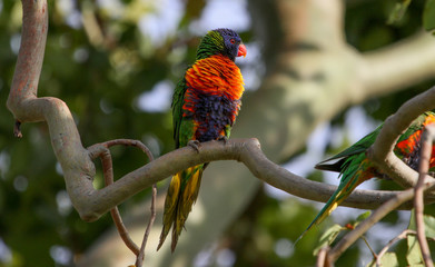 Rainbow Lory in Australia