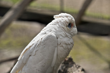 little corella