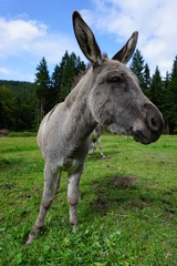 grauer Esel von vorne unten, Seitenporträt,  Bayern