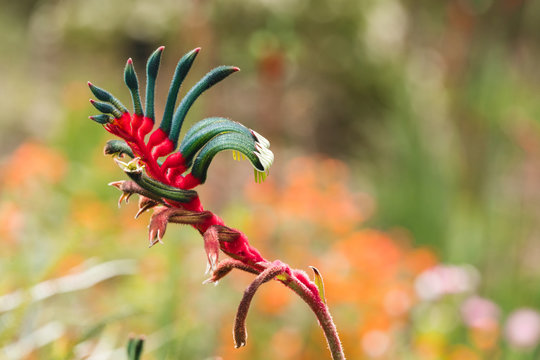 This Kangaroo Paw (ANIGOZANTHOS manglesii) is the floral emblem of Western Australia and the best know member of the kangaroo paws. Kings Park, Perth, Western Australia.