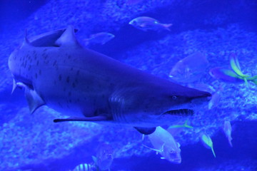 Fototapeta premium Shark Blues