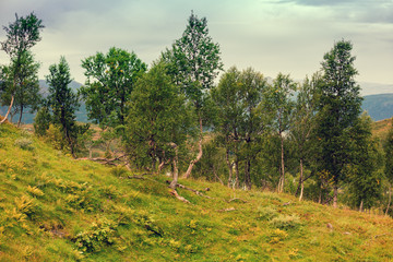 Wilderness Norway. Mountainside with trees