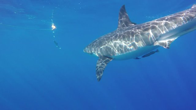 Cage diving POV, great white shark tries to grab bait