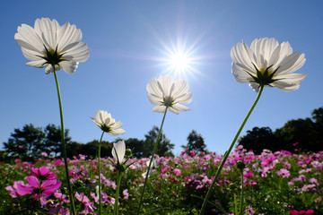 コスモス（空バック）