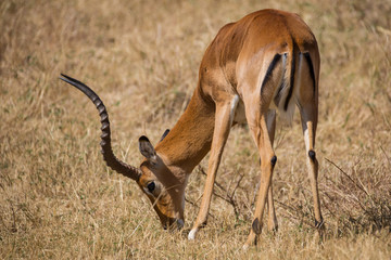Impala eating