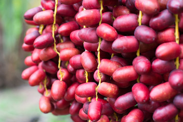 Fresh organic Date Palm ,fruit for Ramadan Kareem to give energy of Muslim isolated on white background