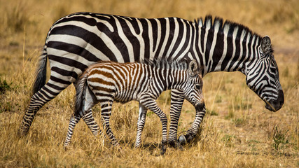 Fototapeta na wymiar Zebra Mother and Child