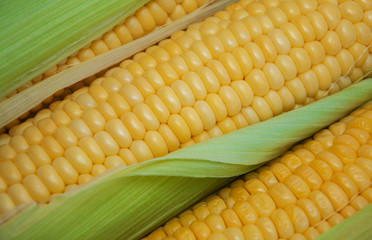 Fresh corn on the cob