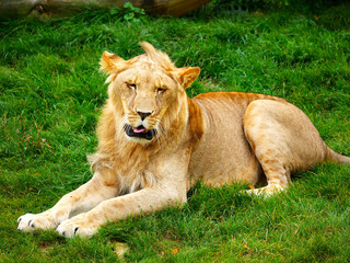 Lion