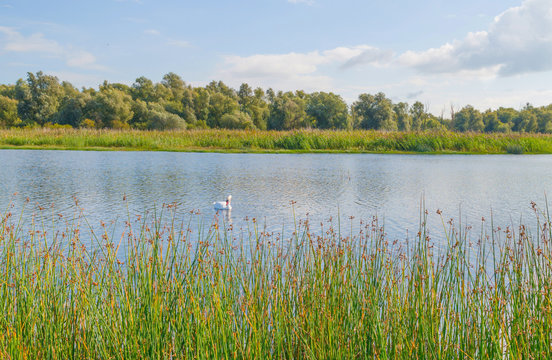 Swan swimming along a lakeside in summer