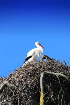 Cigogne sur son perchoir