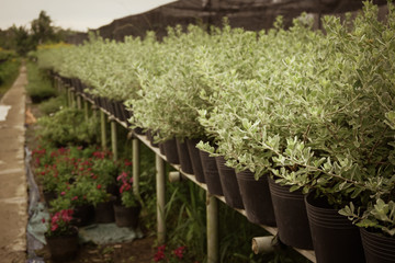 Beds of flower following traditional planting of Sadec city, Dong Thap province, Vietnam