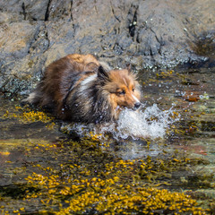 Splash