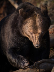 Thinking Bear