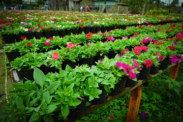 Fototapeta na wymiar Beds of flower as traditional planting