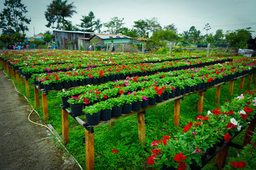 Beds of flower as traditional planting