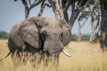 Fototapeta na wymiar Big Elephant bull standing in the high grass.