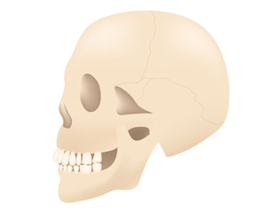 skull vector illustration