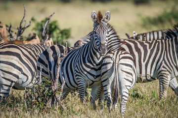Fototapeta na wymiar Zebra starring at the camera in Chobe.