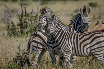 Two Zebras starring at the camera.