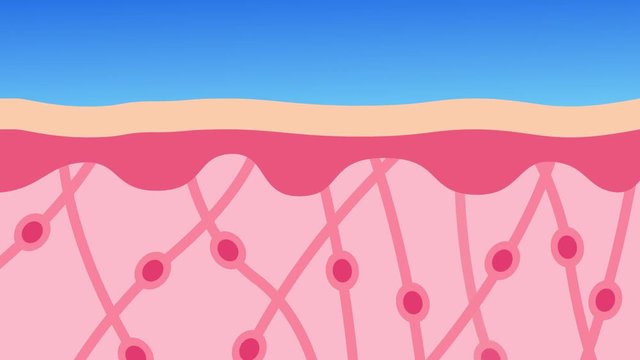 collagen in younger skin and aging graphic