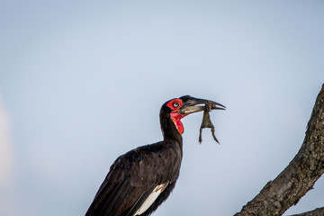 Southern ground hornbill with a frog kill.