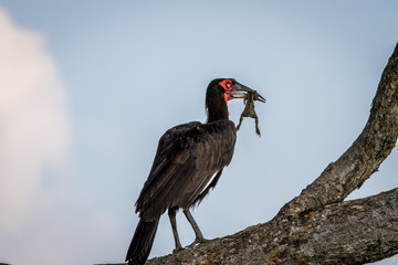 Southern ground hornbill with a frog kill.