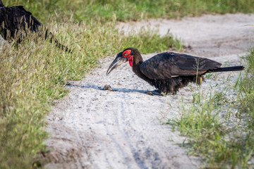 Southern ground hornbill with a frog kill.