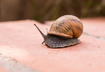 Caracol