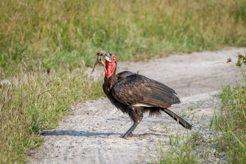 Southern ground hornbill with a frog kill.
