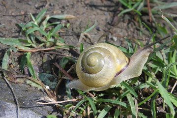 yellow snail walking in the grass in a garden in Italy
