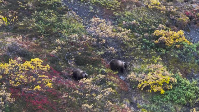 mother and cub grizzly bears searching for food