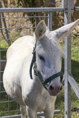 White donkey in a fence